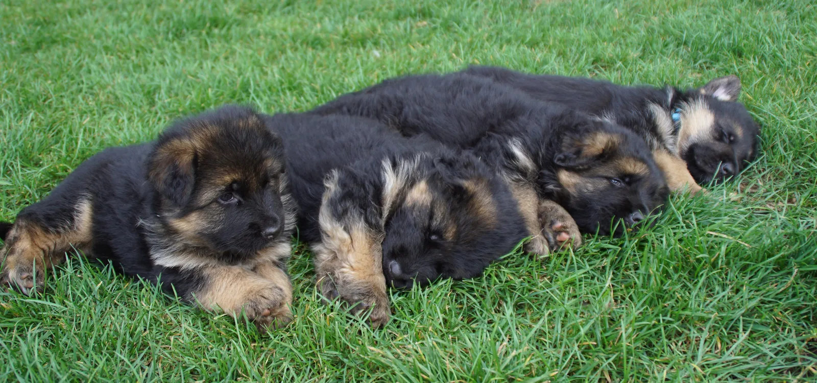 Duitse herder puppies op een rij